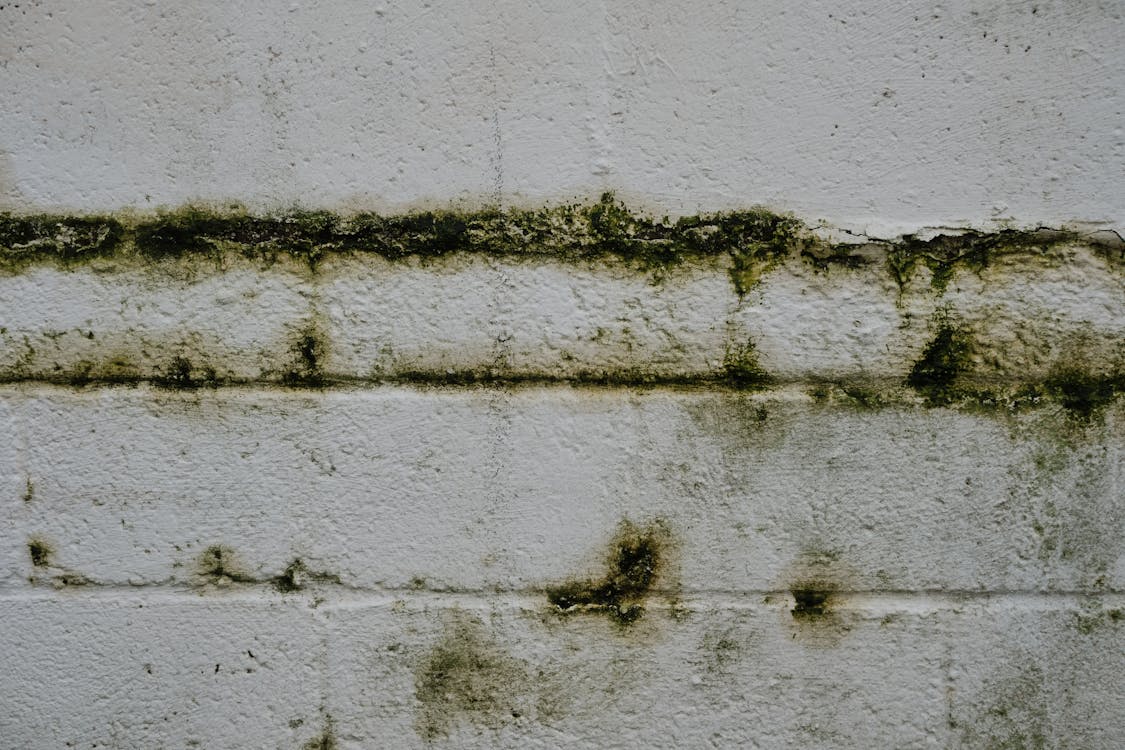 Traces d'humidité et moisissures sur un mur en briques d'une maison ancienne